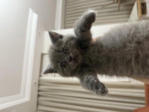British shorthair bebeklerimize sıcacık yuvalar arıyoruz