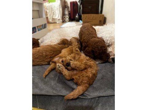 3 adet poodle yavrumuz sahiplendirilecektir