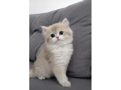 Blh blue golden ay12 erkek british longhair