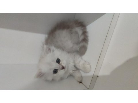 2 aylık british longhair yuvasını arıyor