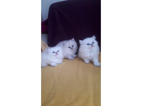 British longhair safkan disi erkek yavrularimiz