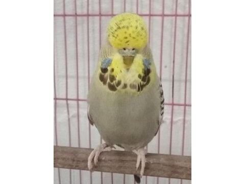 2023 tarçın sarı yüz jumbo dişi muhabbet kuşu