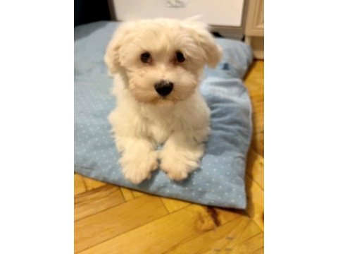 3 aylık erkek saf maltese terrier