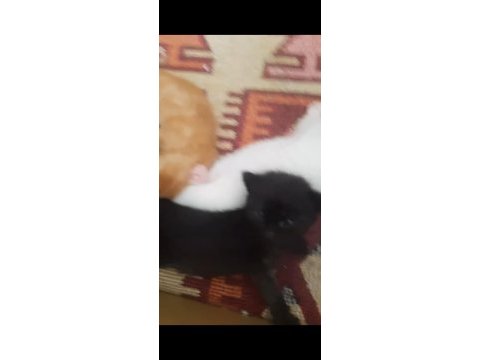 Yavru 2,5 aylık scottish fold kedimiz