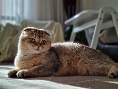 Sfs ny 25 scottish fold