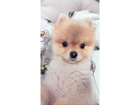 Black scin çok tatlı pomeranian yavrumuz verilecektir