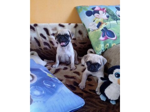 Pug yavruları geldi safkan orjinal