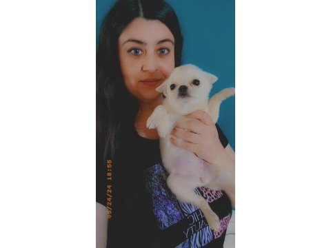 Chihuahua (şivava) yavrular