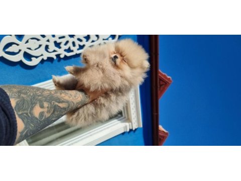 650 gr teacup dişi pomeranian