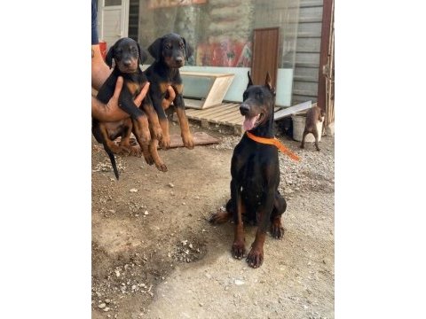 Dev gibi doberman yavrular