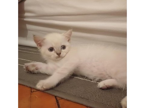 55 günlük british shorthair yavrular