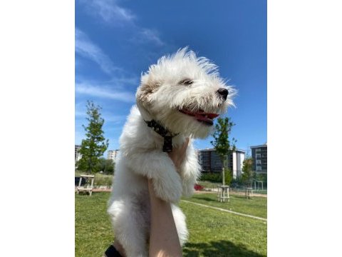 Maltipoo 6 aylık dişi