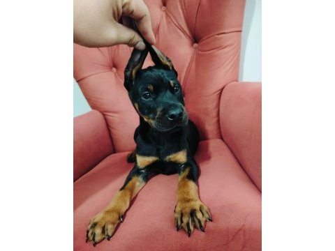 A kalite kızıl ve siyah doberman yavruları