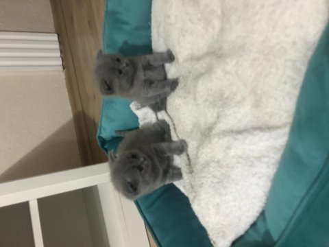 Evcil hayvanlar scottish fold