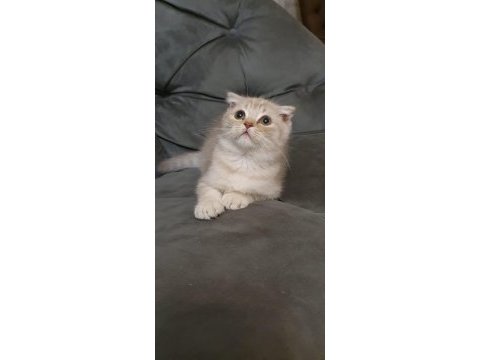 Mama karşılığı 2.5 aylık erkek scottish fold