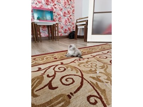Safkan kedimiz esi yoktur kimsede