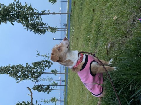 Terrier kızıma ömürlük yuva arıyorum