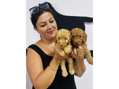 Red toy poodle yavrularım