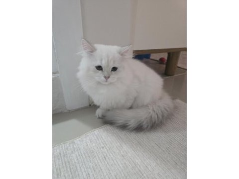 Koca kafa kedilerimiz aa kalıte safkandır