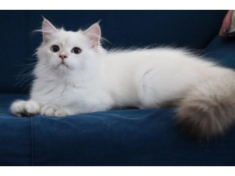Golden point british longhair ve shorthair yavrular