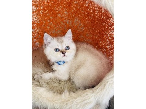 British shorthair silver point