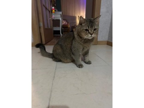 Kedimiz aslan için güzel bir yuva arıyoruz