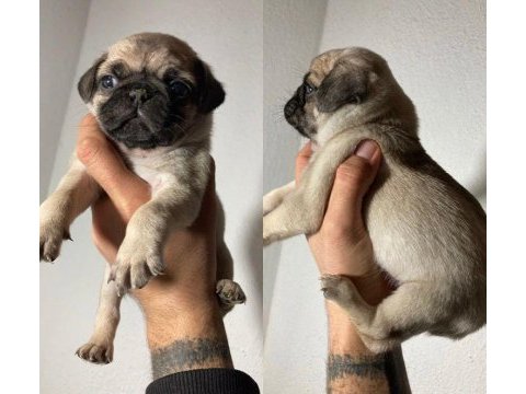 Yavru pug yavrularımız