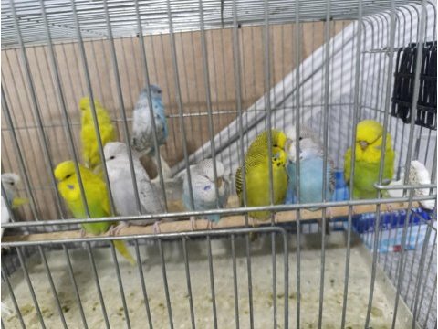 Show jumbo muhabbet kuşu
