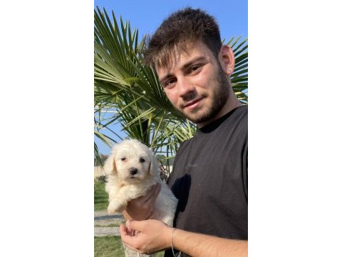 Pofuduk maltese terrier yavrularımız
