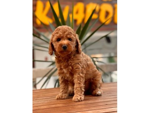 Red toy poodle yavrular