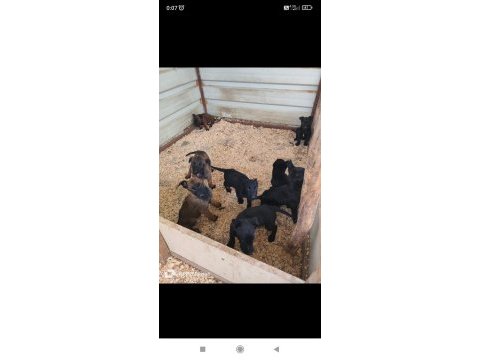 A kalite malinois beslemek isteyenler buyursun