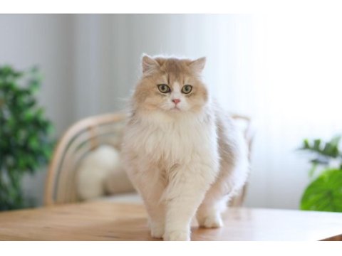Çok cana yakın bir erkek british longhair