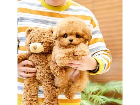 Antıalerjık toy poodle bebeklerım