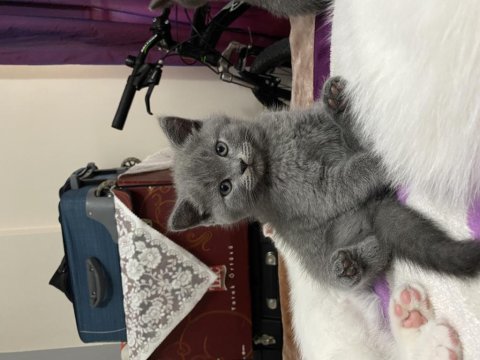 Lilac ve beyaz renk yavrularımız yuvaya hazır british