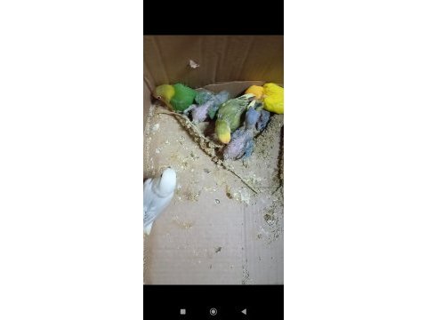 El besleme sevda cennet bebeklerimiz