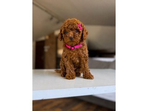 Kore poodle yavru