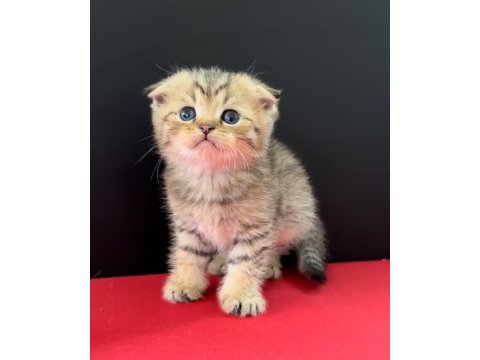 33 yıllık canpette scottish fold yavruları