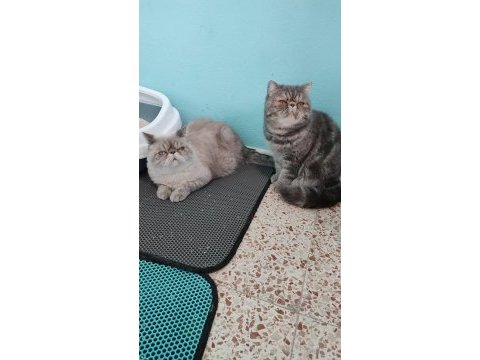 Exotic shorthair kardeşler