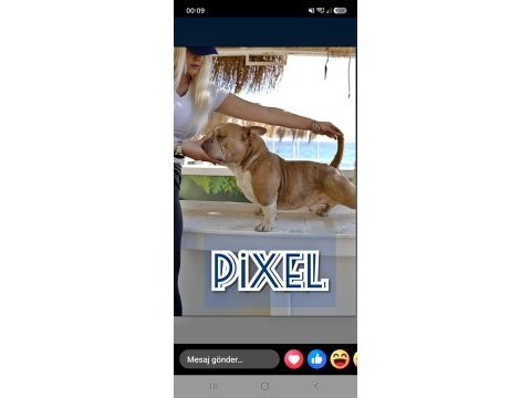 Erkek köpeğimiz pixell