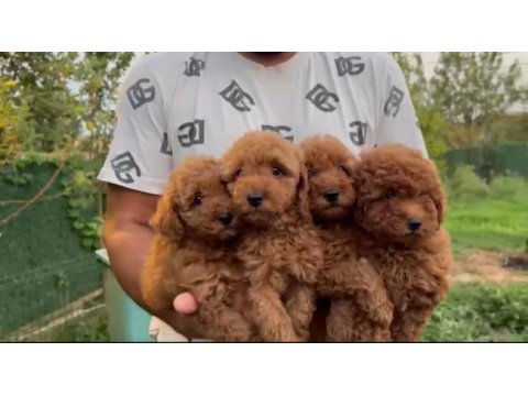 2.5 aylık toy poodle