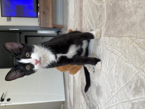 Aksaray yavru kedi ücretsiz sahiplendirme