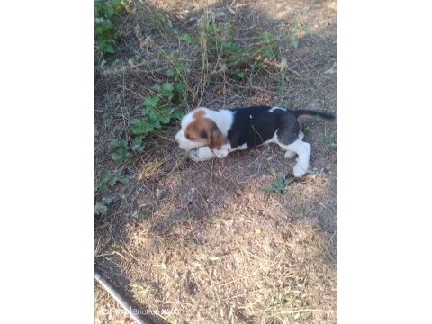 Beagle yavrular