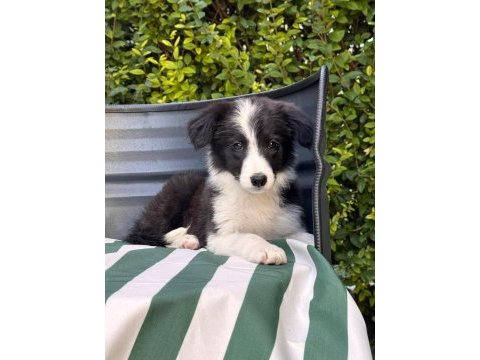 Petmode köpek çiftliğinden border coli yavrularımız