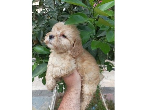 Maltipoo yavrular