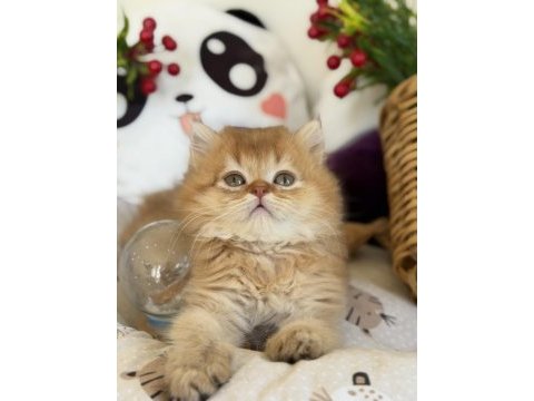 Golden ny 12 british longhair