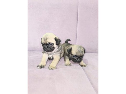 Erkek pug yavrularımız yeni ailesini arıyor