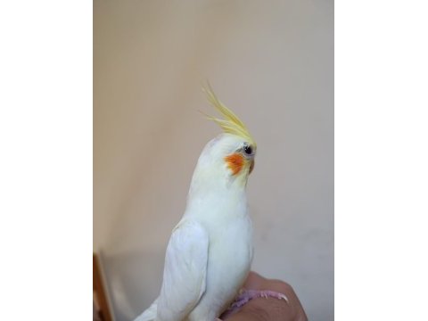 Lutino papağan isteyene hayırlı olsun