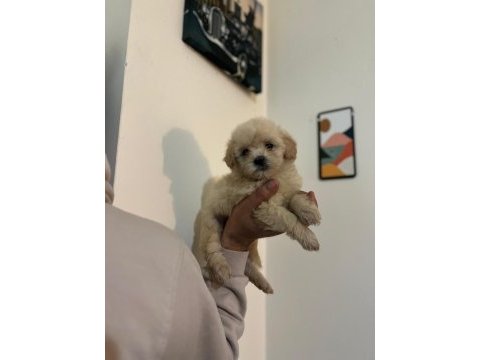 Maltipoo yavrularımızı canlı görerek alabilirsiniz