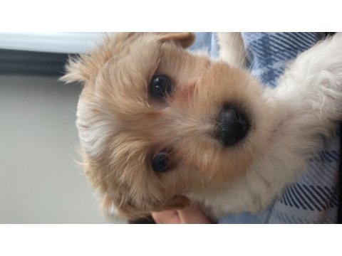 2 aylık çok tatlı maltipoo