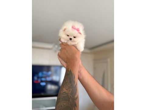 Pomeranian mikro boy prenses
